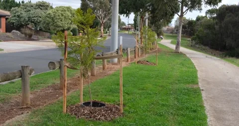 A young street tree with timber stakes tree guard in Melbourne's suburb Vídeos de archivo 241153401