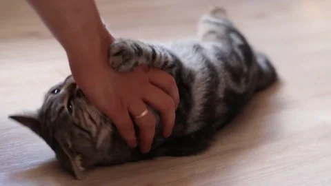 Young striped beautiful kitten playing. Natural light. Stock Footage 114500313