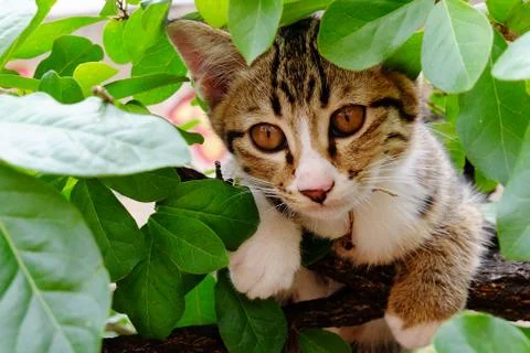 Young striped cat hiding on the tree. Stock Photos