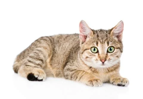 Young striped cat looking at camera. isolated on white background Stock Photos