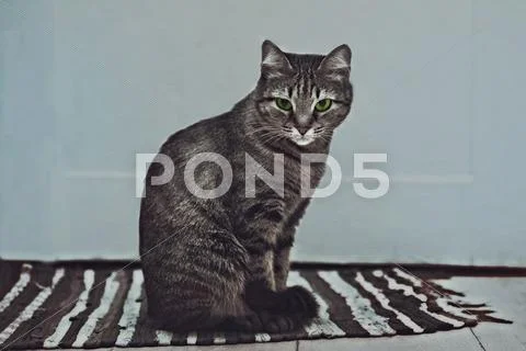 Young striped cat sitting on a striped rug Stock Photos
