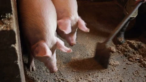 A young strong guy scrapes off the concrete floor in a pigsty dirty sawdust. Rea Stock Footage 97956673