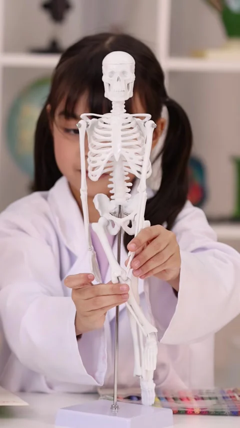 Young Student in Lab Coat Examining Human Skeleton Model Stock Footage 346664632