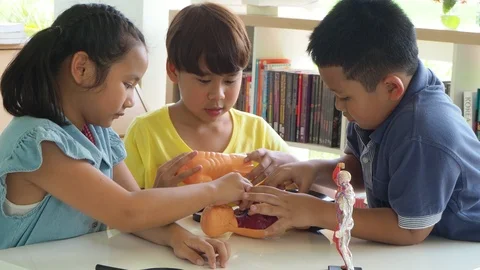 Young students learning about human body from model in school Stock Footage 90249230