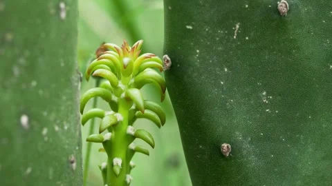 Young Succulent Growth Emerging Between Mature Cactus Stems 스톡 동영상 335446254