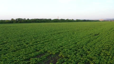 A young sugar beet field grows near the sugar factory. Aero Stock Footage 144672785
