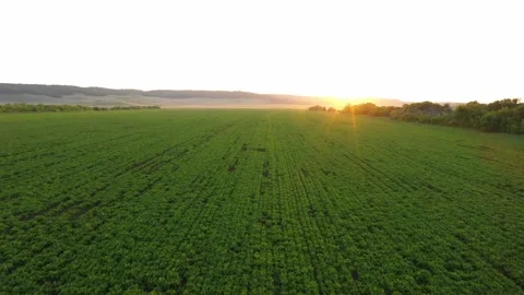 A young sugar beet field at sunset. Video stock 146106712