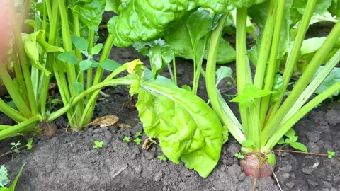 A young sugar beet grows in the ground Stock Footage 201694237
