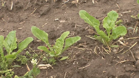 Young sugar beet leafs Stock-Footage 39678421