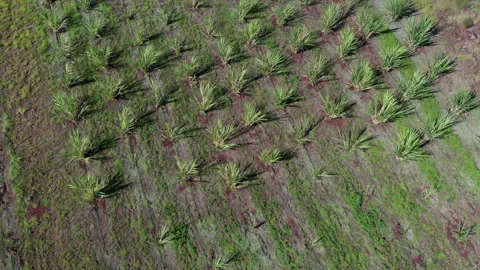 Young Sugar Cane Field Top View Fly Over Maui Hawaii Stock Footage 130875574
