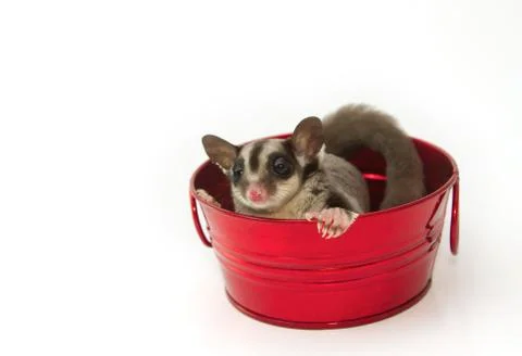 Young sugar glider in the red pot Stock Photos