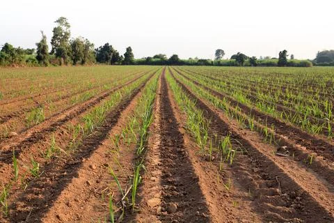 Young sugarcane field Stock Photos