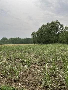 Young Sugarcane Field Under Cloudy Sky Stock Photos