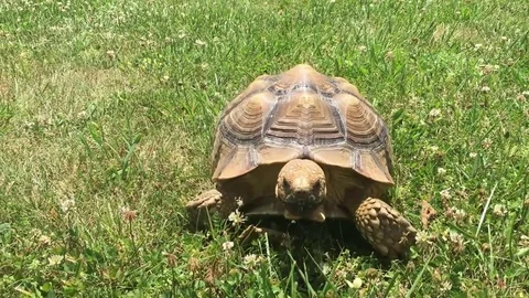 Young Sulcata Tortoise Walking Through The Grass, Stabilized Handheld Shot Stock Footage 82511503