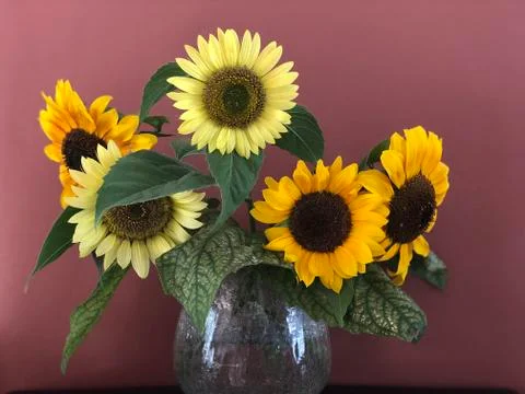 Young sunflower on brown background Stock Photos