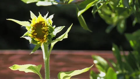 Young sunflower bud beginning to bloom in the warm morning sunlight Vídeo Stock 335965159