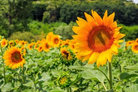 Young sunflower close-up Stock Photos
