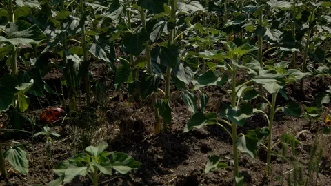 Young sunflower field Video stock 95720743