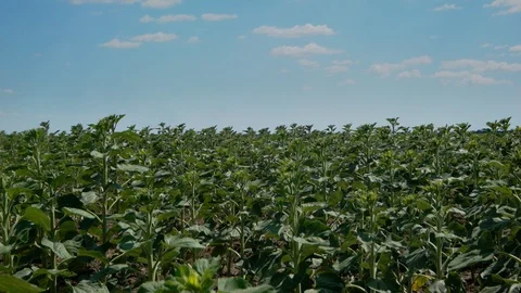 Young sunflower field Video stock 95720817