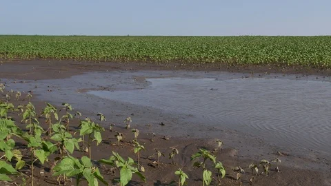 Young sunflower field in spring after flood Stock Footage 111058474