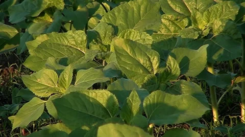 Young sunflower Stock Footage 32905871