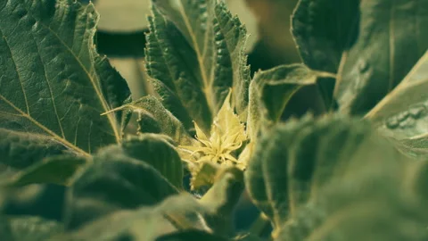 Young sunflower Видео 246125886