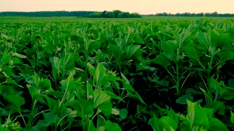 Young sunflower growing on the field. selective focus. Stock Footage 273576804
