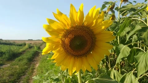 A young sunflower head sways in the wind against a blue cloudless sky. B roll. Stock Footage 157987555