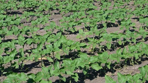 Young sunflower plants Stock Footage 109058806