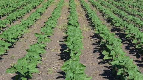 Young sunflower plants Stock Footage 109058947