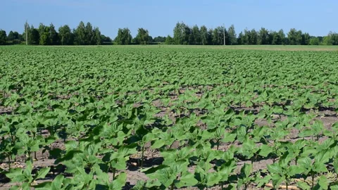 Young sunflower plants Stock Footage 109059021