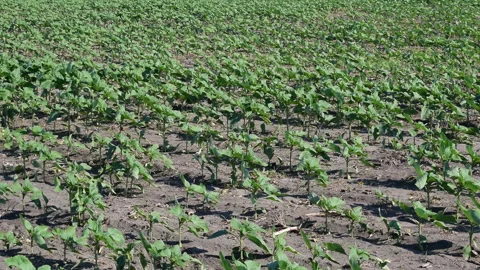 Young sunflower plants Stock Footage 109059047