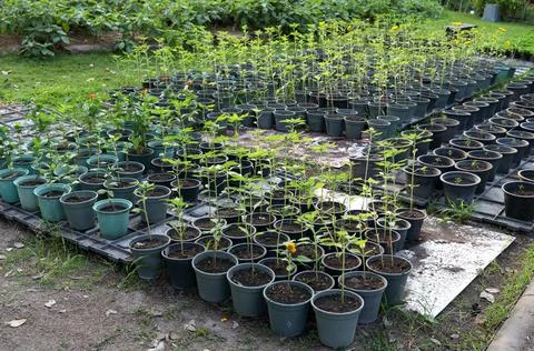 Young sunflower tree in plastic pot on ground. Stock Photos