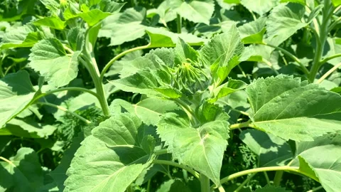 Young sunflowers about to bloom. Close-up bud. Wind sways sunflower, large Stock Footage 259521807