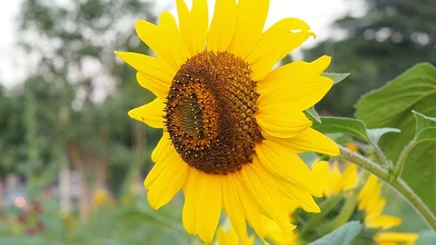 Young sunflowers on the field. Stock Footage 102226250