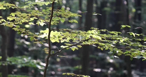 Young sunny beech tree tilt down Stock Footage 231910009
