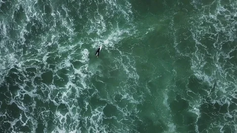 Young surfer girl seeking for waves Stock Footage