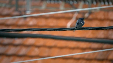 Young swallow on electrical wire in the rain in summer Stock Footage 103284107