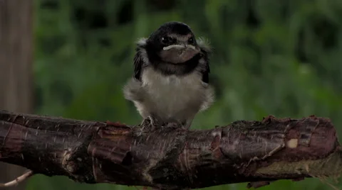 Young swallow hiding from the rain Vídeo Stock 51833449