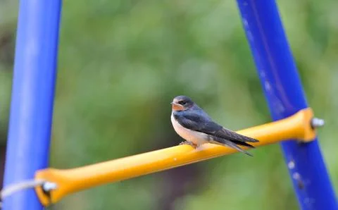 Young swallow Stock Photos