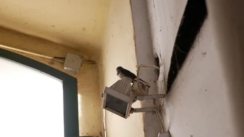 Young Swallow sitting on a light inside a building Stock-Footage 94152094