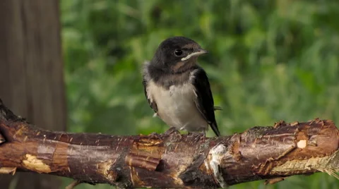 Young swallow worried Vídeo Stock 51833446