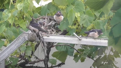 Young Swallows being feeded Stock Footage 244794785