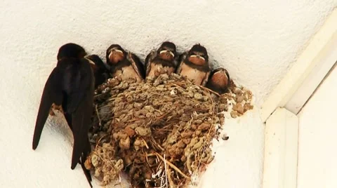 Young swallow's in nest 1 Video stock 8569626