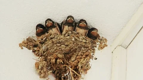 Young swallow's in nest 2 Stock Footage 8689825