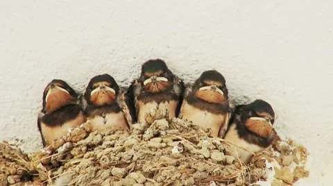 Young swallow's in nest 4 Stock Footage 8690054