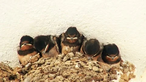 Young swallow's in nest 5 Stock Footage 8690136