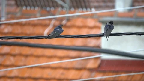 Young swallows standing on electrical wire in the rain Stock Footage 103332570