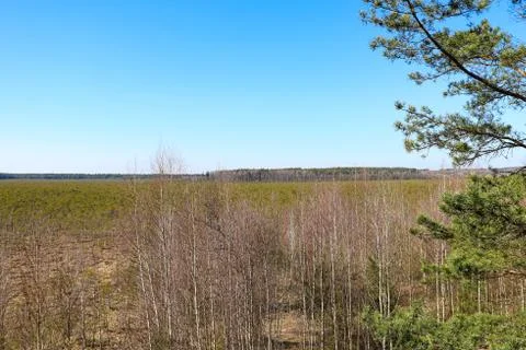 Young swamp. A plot of terrain characterized by excessive moisture, a hygroph Foto stock