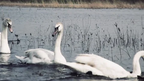 A young swan bites another young swan in the water Vídeos de archivo 236312592